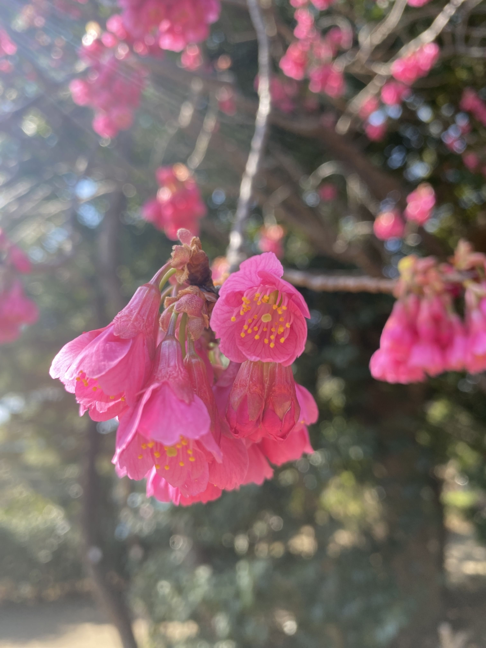 カンヒザクラ（寒緋桜）